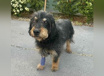 trauriger kleiner BASTI - 12 Jahre, 36cm/14kg - Rauhaardackel-Mix