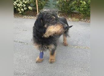trauriger kleiner BASTI - 12 Jahre, 36cm/14kg - Rauhaardackel-Mix