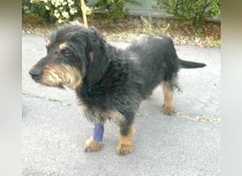 trauriger kleiner BASTI - 12 Jahre, 36cm/14kg - Rauhaardackel-Mix