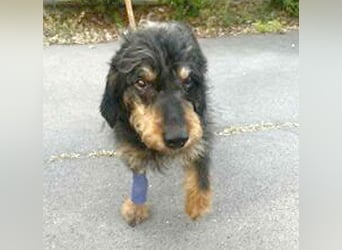 trauriger kleiner BASTI - 12 Jahre, 36cm/14kg - Rauhaardackel-Mix