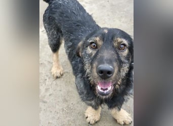 Rauhaardackel-Mix Moses sucht ein gemütliches Körbchen