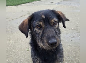 Rauhaardackel-Mix Moses sucht ein gemütliches Körbchen