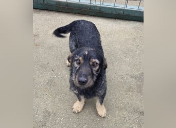 Rauhaardackel-Mix Moses sucht ein gemütliches Körbchen