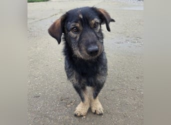 Rauhaardackel-Mix Moses sucht ein gemütliches Körbchen