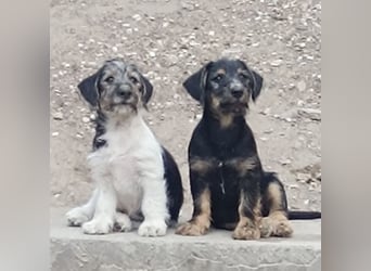 Pinto - aufgeweckt und freundlich