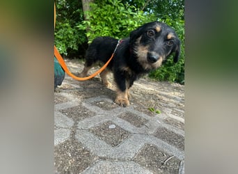 Dolina, geboren 01.10.2025, 32cm sucht ihr Zuhause