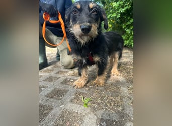 Dolina, geboren 01.10.2025, 32cm sucht ihr Zuhause