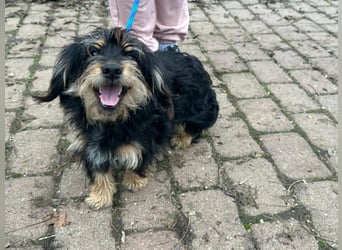 Hunter, geboren 12.06.2023, 30cm sucht seine Menschen