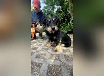 Dolina, geboren 01.10.2025, 32cm sucht ihr Zuhause