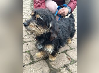 Hunter, geboren 12.06.2023, 30cm sucht seine Menschen