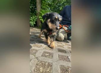 Dolina, geboren 01.10.2025, 32cm sucht ihr Zuhause