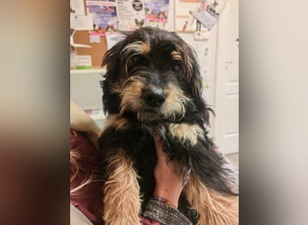 Hunter, geboren 12.06.2023, 30cm sucht seine Menschen