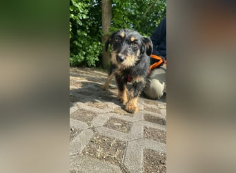 Dolina, geboren 01.10.2025, 32cm sucht ihr Zuhause