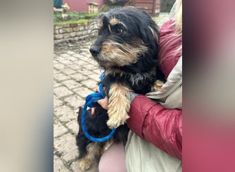 Hunter, geboren 12.06.2023, 30cm sucht seine Menschen