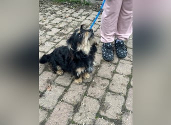 Hunter, geboren 12.06.2023, 30cm sucht seine Menschen