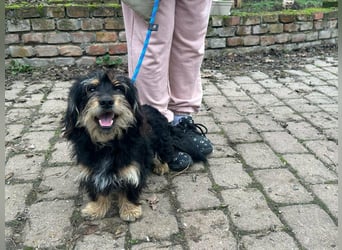 Hunter, geboren 12.06.2023, 30cm sucht seine Menschen