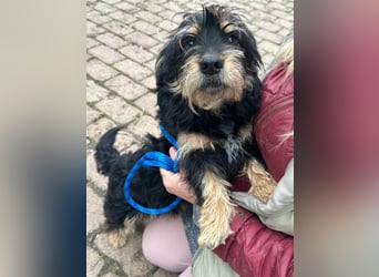 Hunter, geboren 12.06.2023, 30cm sucht seine Menschen