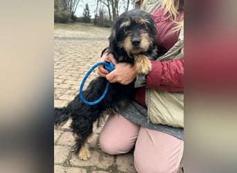 Hunter, geboren 12.06.2023, 30cm sucht seine Menschen