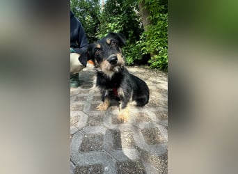 Dolina, geboren 01.10.2025, 32cm sucht ihr Zuhause