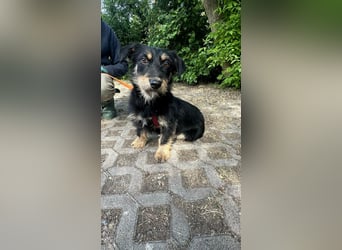 Dolina, geboren 01.10.2025, 32cm sucht ihr Zuhause