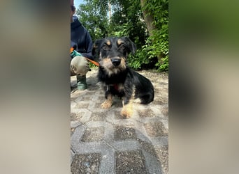 Dolina, geboren 01.10.2025, 32cm sucht ihr Zuhause