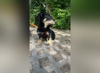 Dolina, geboren 01.10.2025, 32cm sucht ihr Zuhause