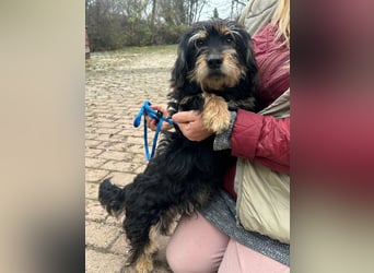 Hunter, geboren 12.06.2023, 30cm sucht seine Menschen