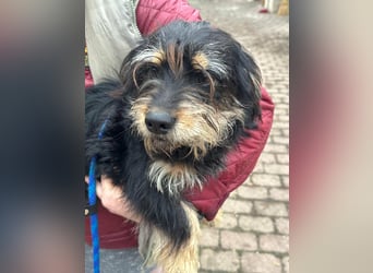 Hunter, geboren 12.06.2023, 30cm sucht seine Menschen