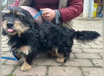 Hunter, geboren 12.06.2023, 30cm sucht seine Menschen