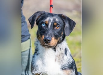 Jakob SI - verträglich, lieb