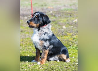 Jakob SI - verträglich, lieb