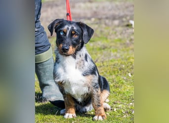 Jakob SI - verträglich, lieb