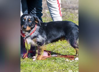 Jakob SI - verträglich, lieb