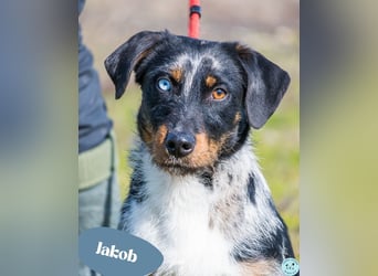 Jakob SI - verträglich, lieb