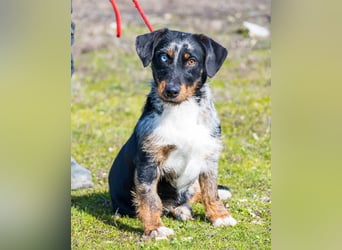 Jakob SI - verträglich, lieb