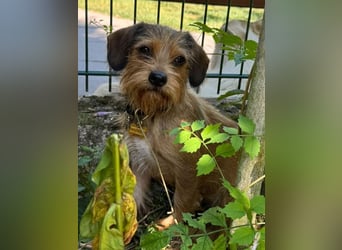 ♥ANTONELLA♥ auf Pflegestelle in Köln - zuckersüße, etwas zurückhaltende Juniorin 29cm (wachsend)