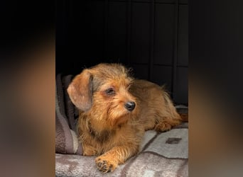 ♥ANTONELLA♥ auf Pflegestelle in Köln - zuckersüße, etwas zurückhaltende Juniorin 29cm (wachsend)