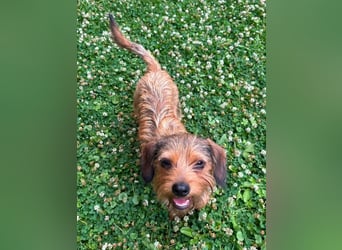 ♥ANTONELLA♥ auf Pflegestelle in Köln - zuckersüße, etwas zurückhaltende Juniorin 29cm (wachsend)