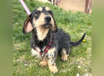 Rauhaardackel Mischa 29 cm geb. 02/2025 kommt am 9.5. nach 31303 Burgdorf