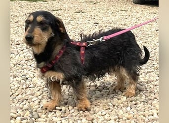 Rauhaardackel Mischa 29 cm geb. 02/2025 kommt am 9.5. nach 31303 Burgdorf