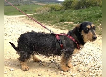 Rauhaardackel Mischa 29 cm geb. 02/2025 kommt am 9.5. nach 31303 Burgdorf