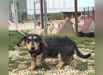 Rauhaardackel Mischa 29 cm geb. 02/2025 kommt am 9.5. nach 31303 Burgdorf