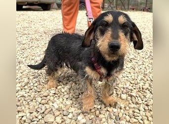 Rauhaardackel Mischa 29 cm geb. 02/2025 kommt am 9.5. nach 31303 Burgdorf