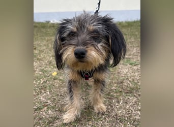 Zoe - verschmust und neugierig - BEREITS IN DEUTSCHLAND