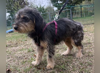 Zoe - verschmust und neugierig - BEREITS IN DEUTSCHLAND