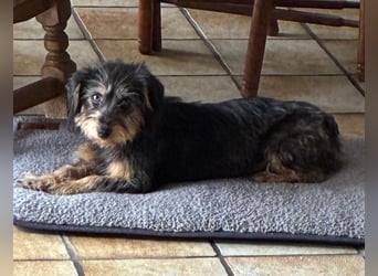 Zoe - verschmust und neugierig - BEREITS IN DEUTSCHLAND