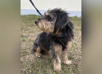 Zoe - verschmust und neugierig - BEREITS IN DEUTSCHLAND