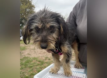 Zoe - verschmust und neugierig - BEREITS IN DEUTSCHLAND