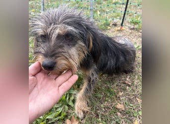 Zoe - verschmust und neugierig - BEREITS IN DEUTSCHLAND