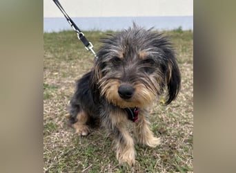 Zoe - verschmust und neugierig - BEREITS IN DEUTSCHLAND